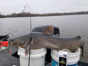 big catfish